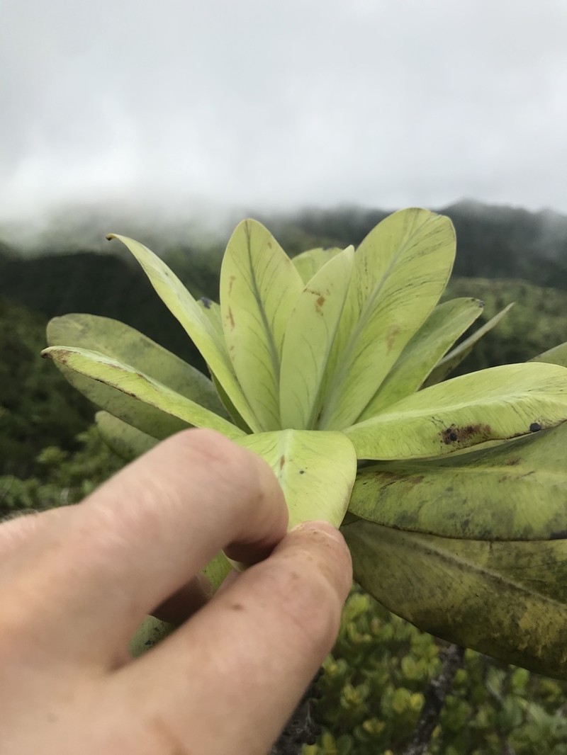 Molokai Colicwood photo 2