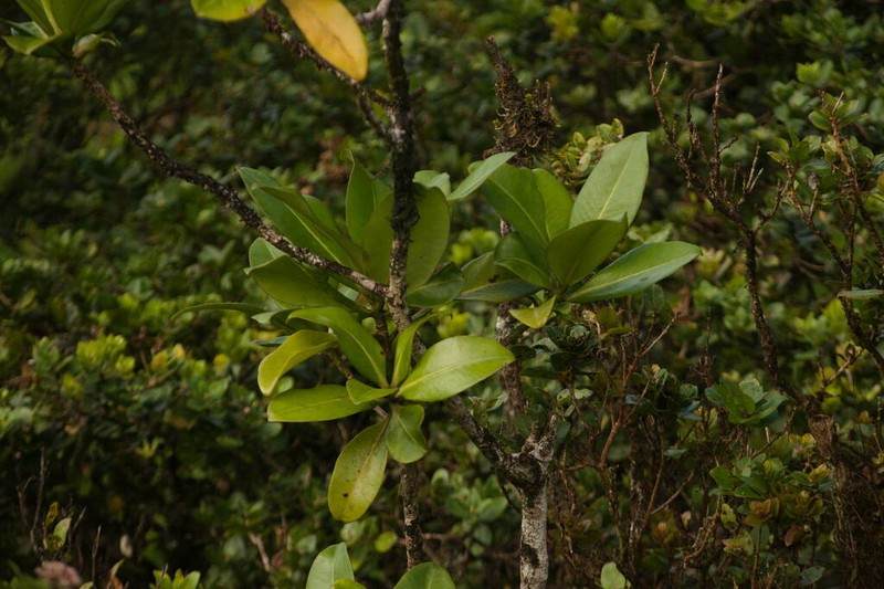 Molokai Colicwood photo 3