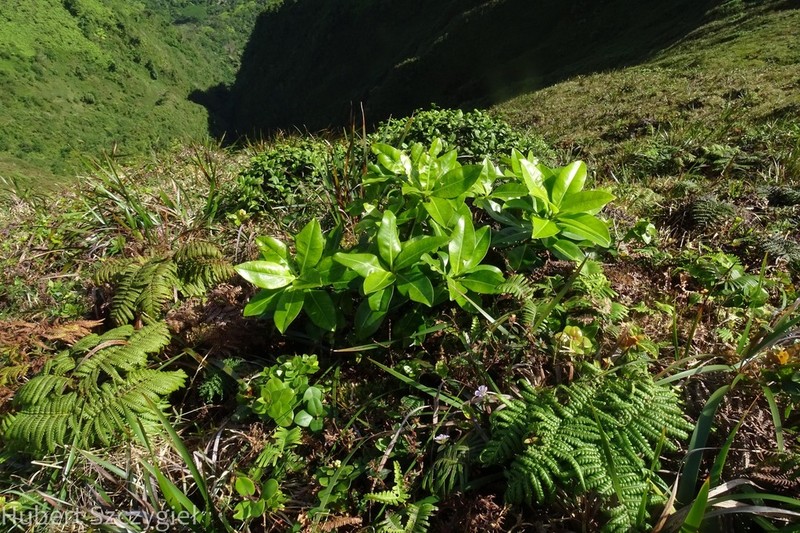 Molokai Colicwood photo 4