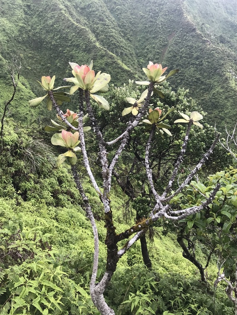 Molokai Colicwood photo 5