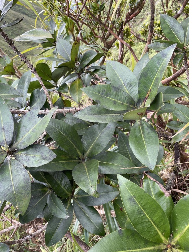 Molokai Colicwood photo 6