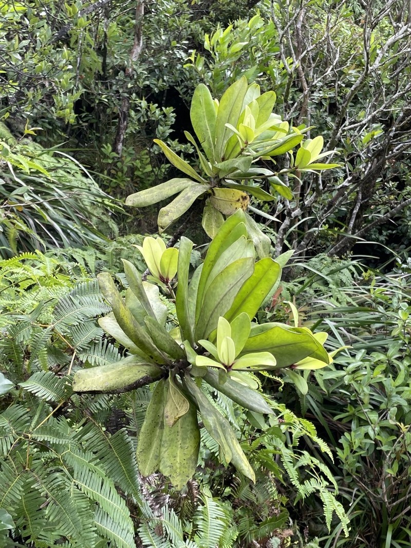 Molokai Colicwood photo 7