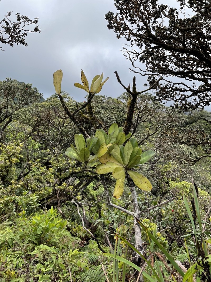 Molokai Colicwood photo 8