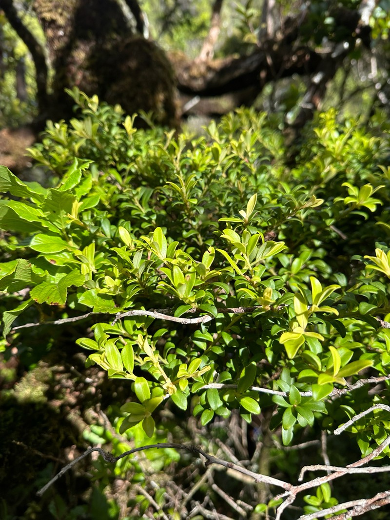 Dotted Colicwood