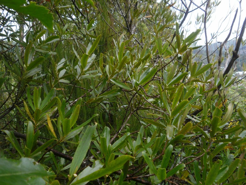 Myrsine salicina