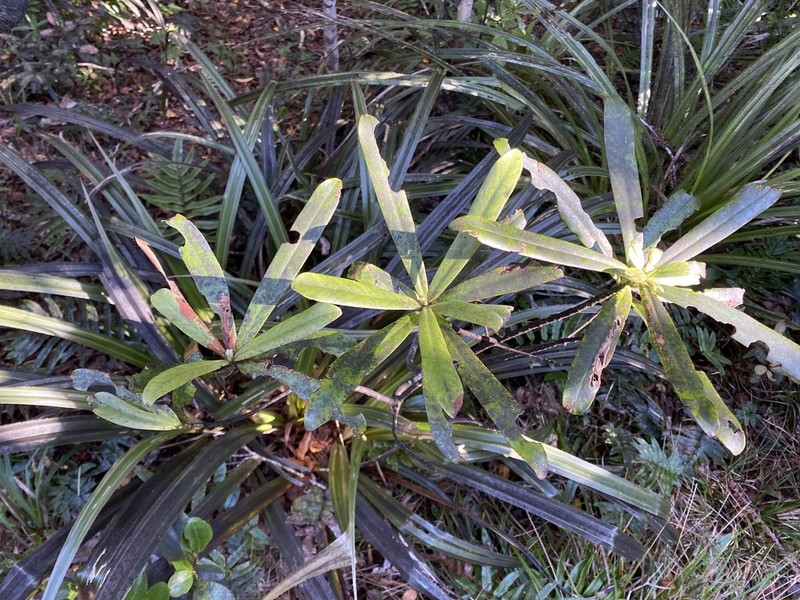 Myrsine salicina photo 4