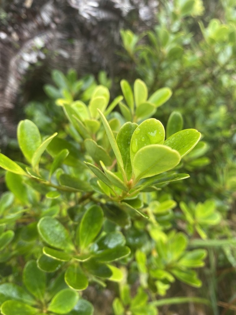 Kokea Lau Li'I