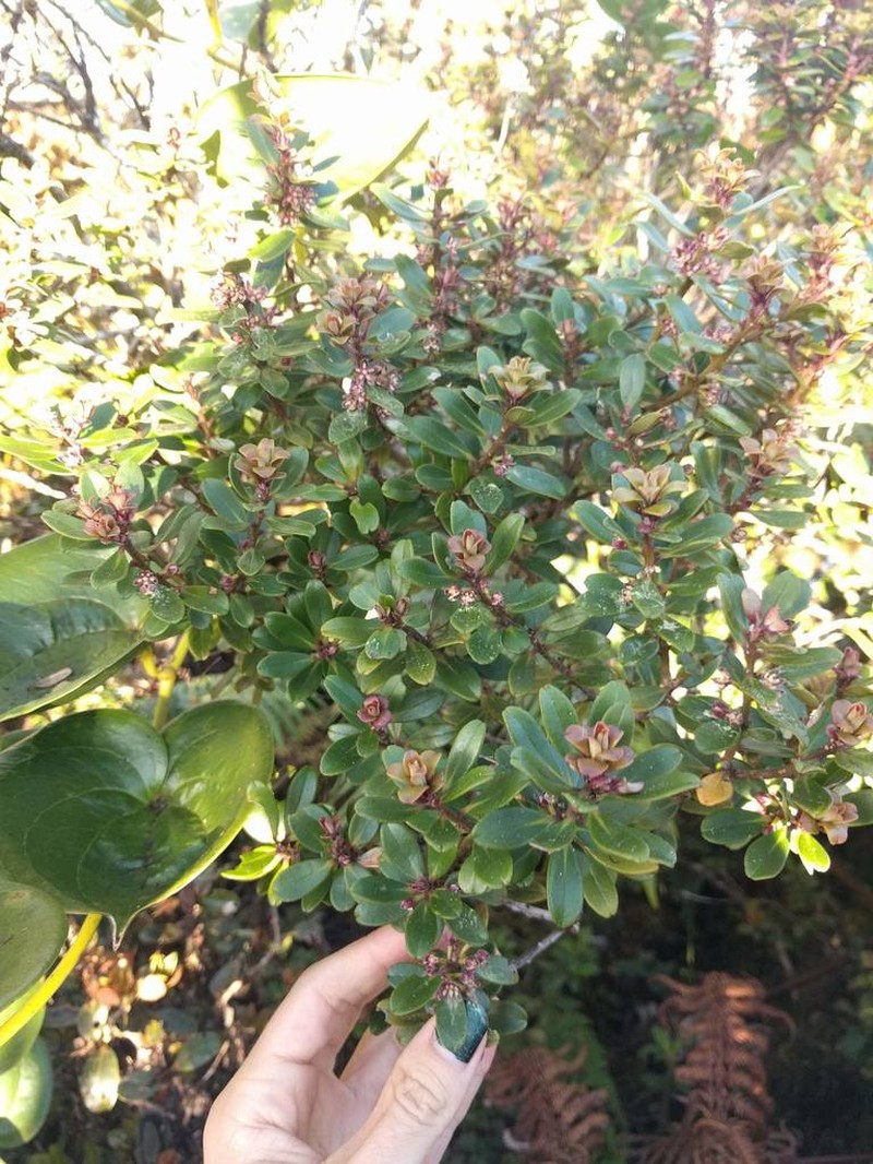 Kokea Lau Li'I photo 2