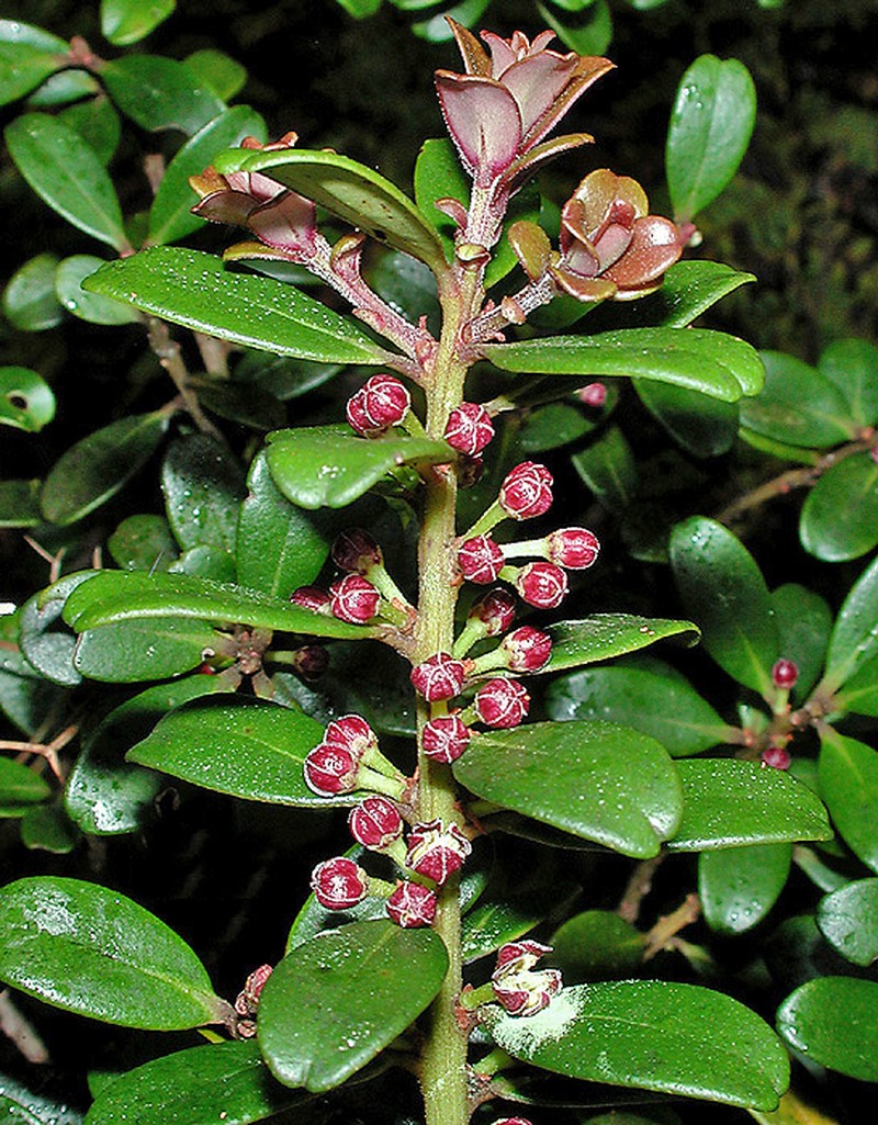 Kokea Lau Li'I photo 5