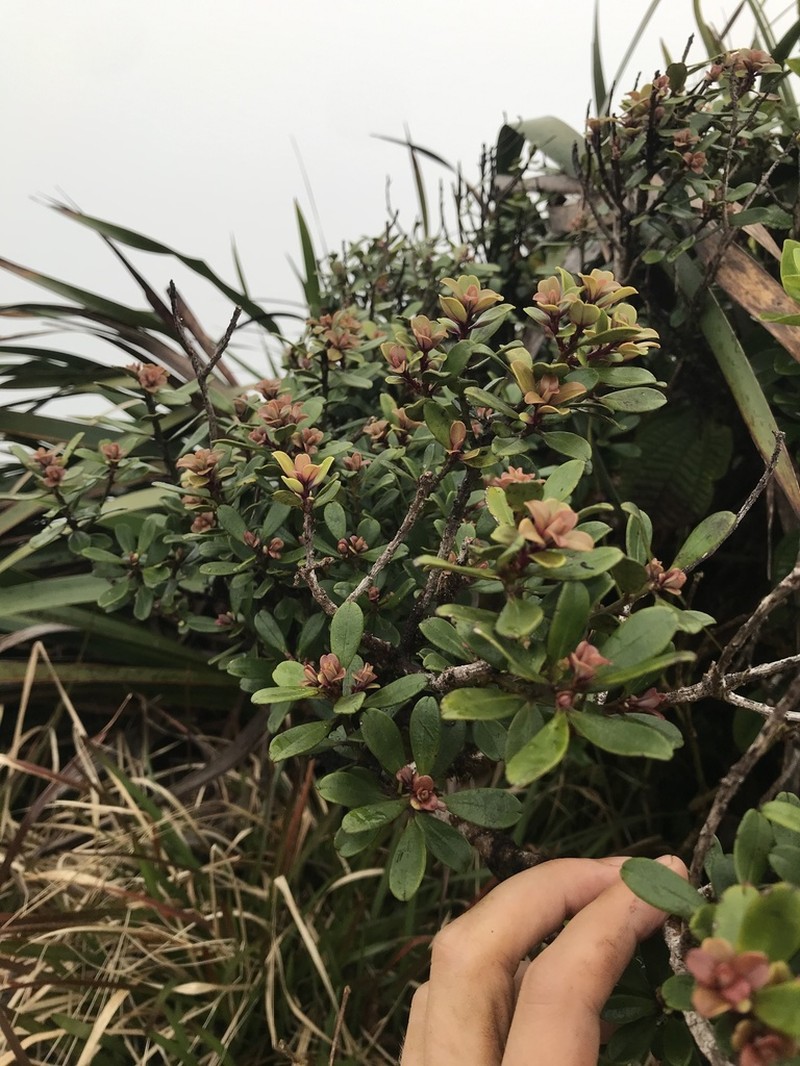 Kokea Lau Li'I photo 7