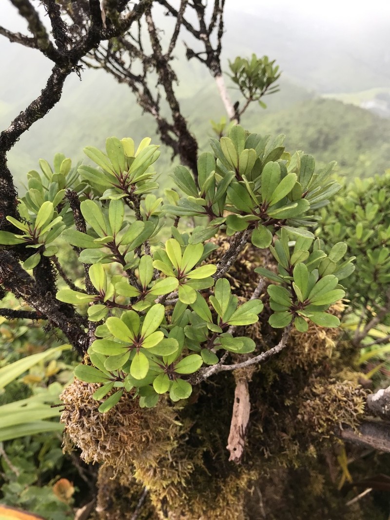 Kokea Lau Li'I photo 8