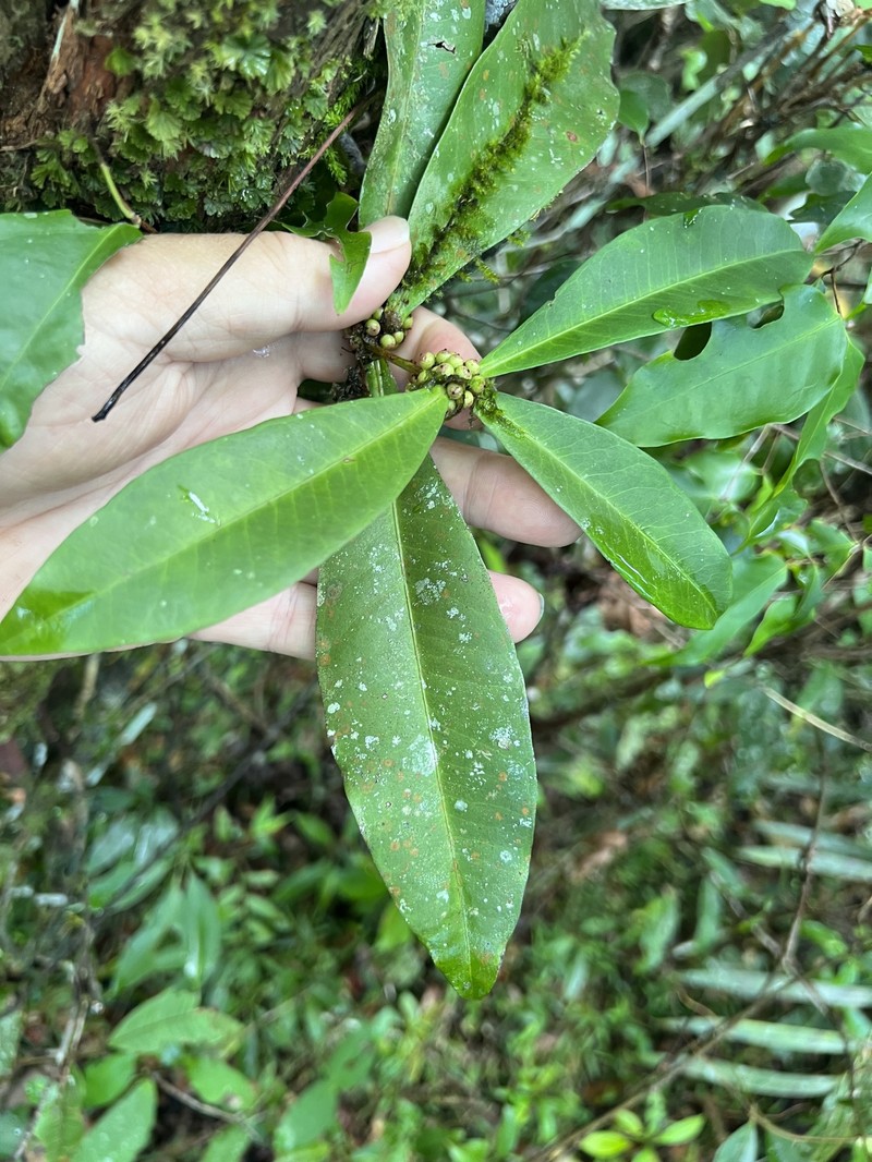 Myrsine subsessilis subsp. subsessilis