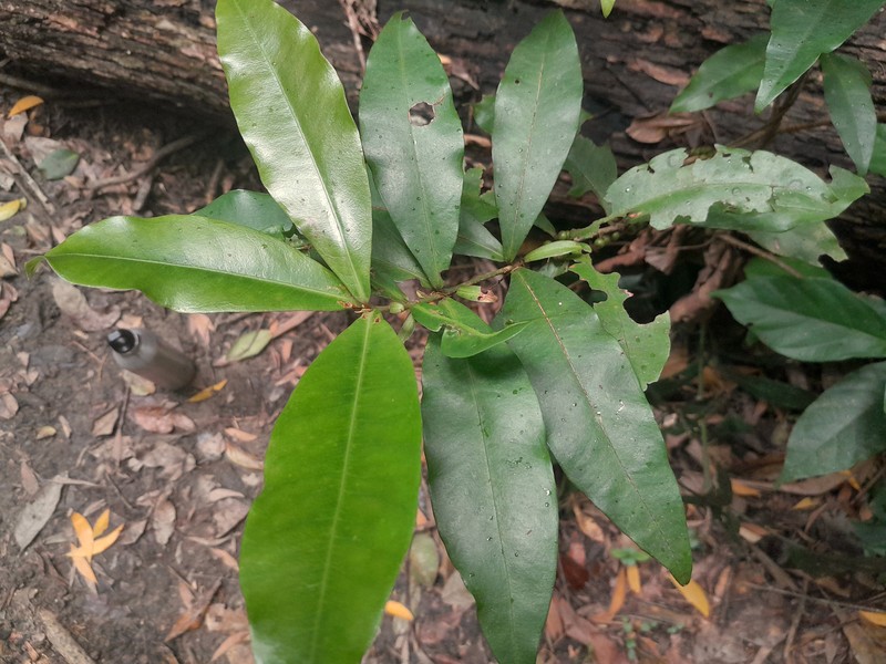 Myrsine subsessilis subsp. subsessilis photo 2
