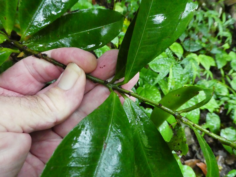 Myrsine subsessilis subsp. subsessilis photo 3
