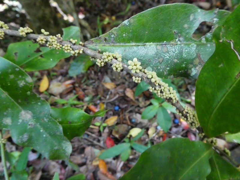 Myrsine subsessilis subsp. subsessilis photo 4