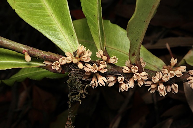 Myrsine subsessilis subsp. subsessilis photo 5