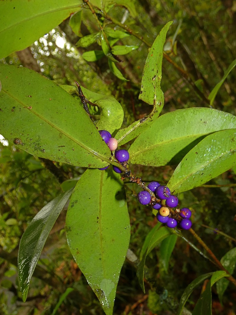 Myrsine subsessilis subsp. subsessilis photo 6