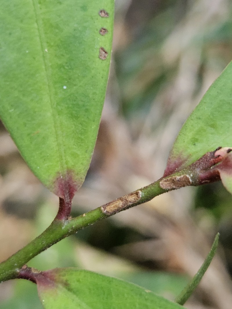 Myrsine subsessilis subsp. subsessilis photo 7