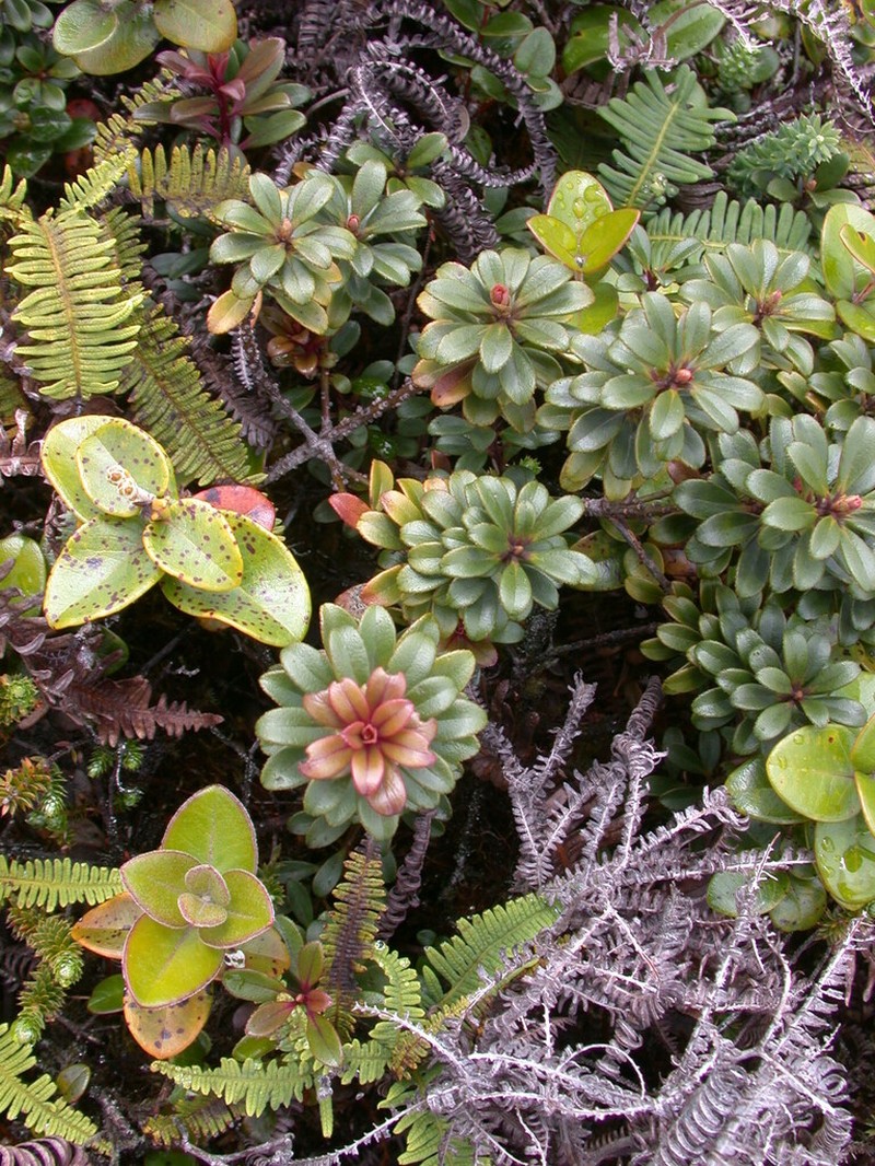 Violet Lake Colicwood