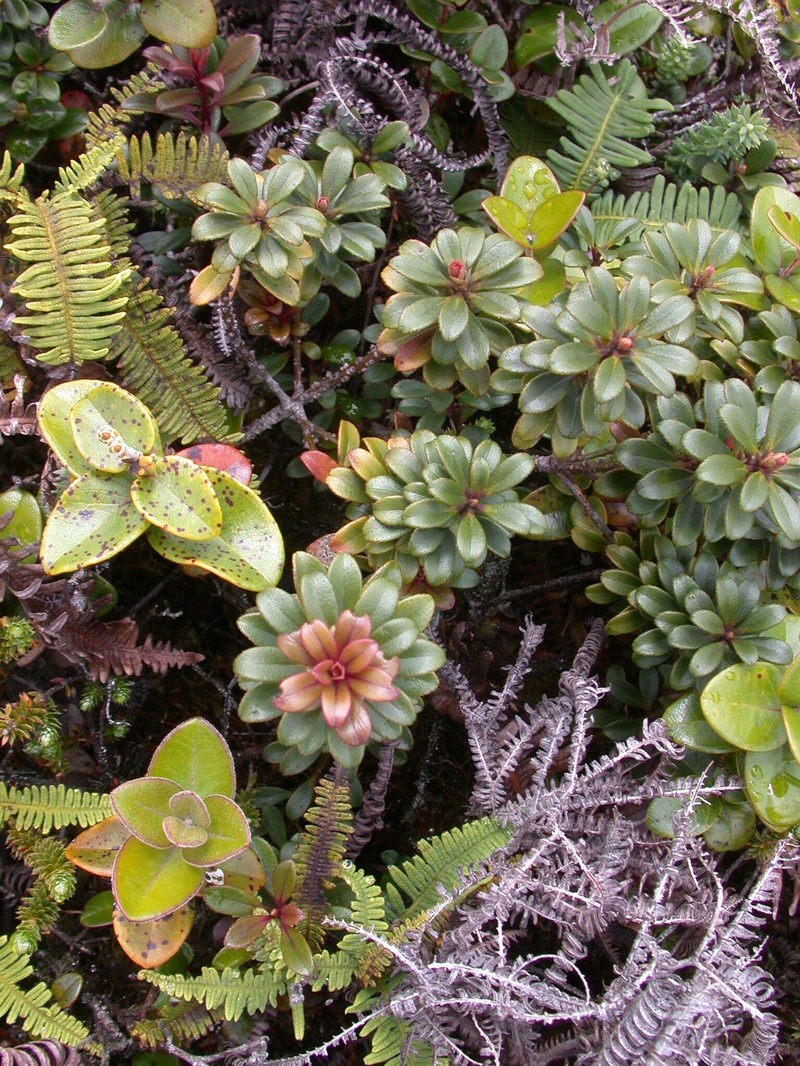 Violet Lake Colicwood photo 3