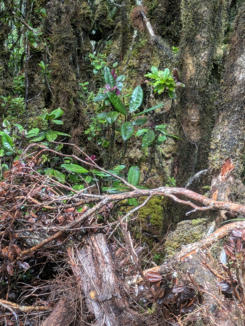 Mt. Kahili Colicwood photo 2