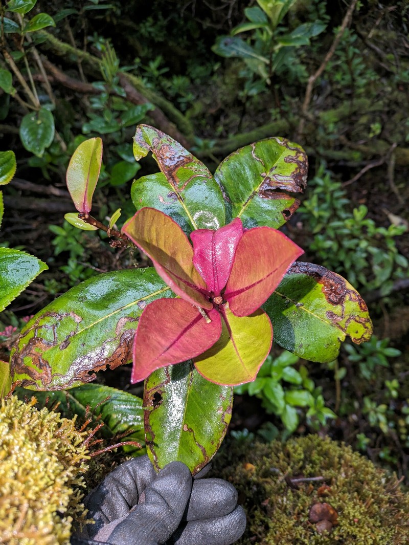 Mt. Kahili Colicwood photo 5