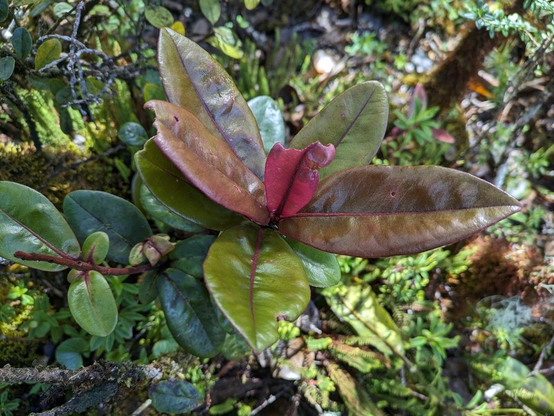 Mt. Kahili Colicwood photo 6