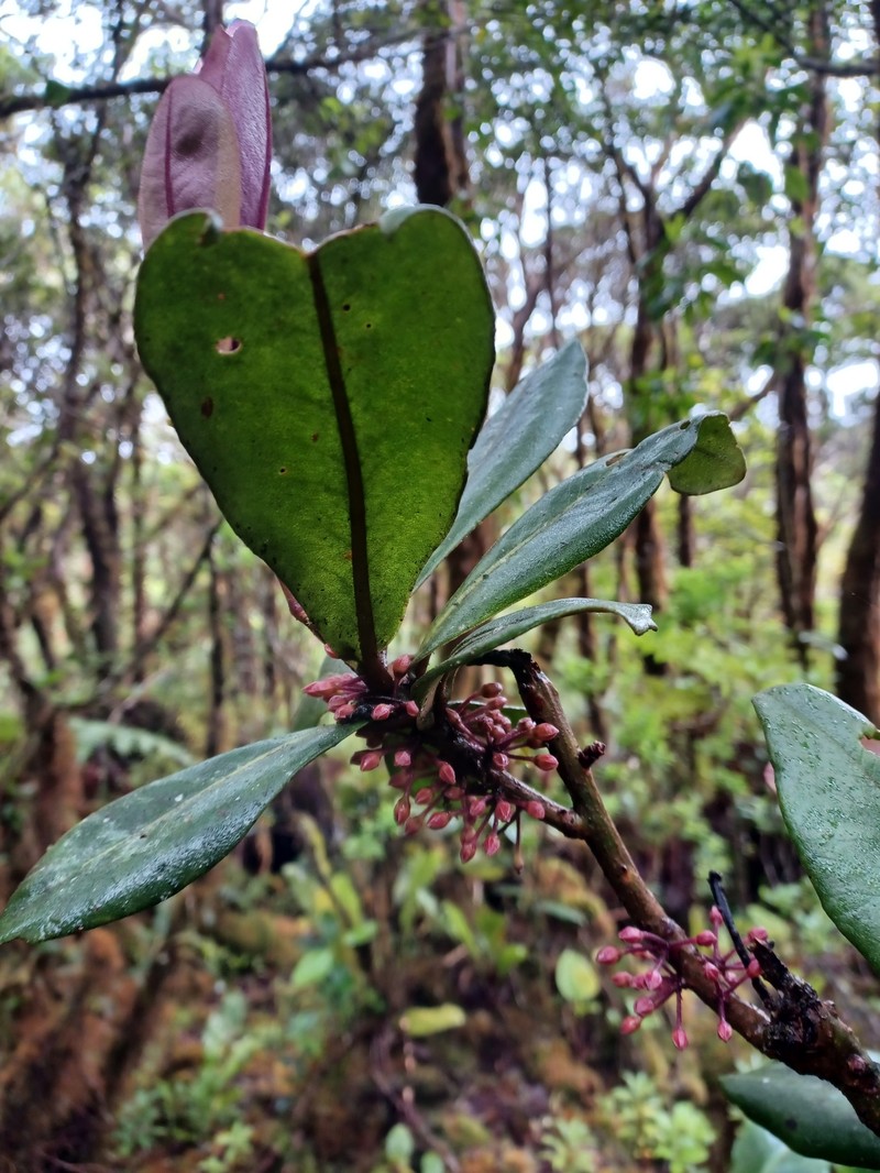 Mt. Kahili Colicwood photo 7