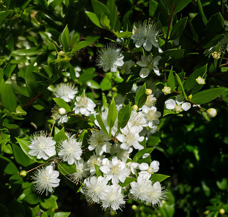 Myrtle