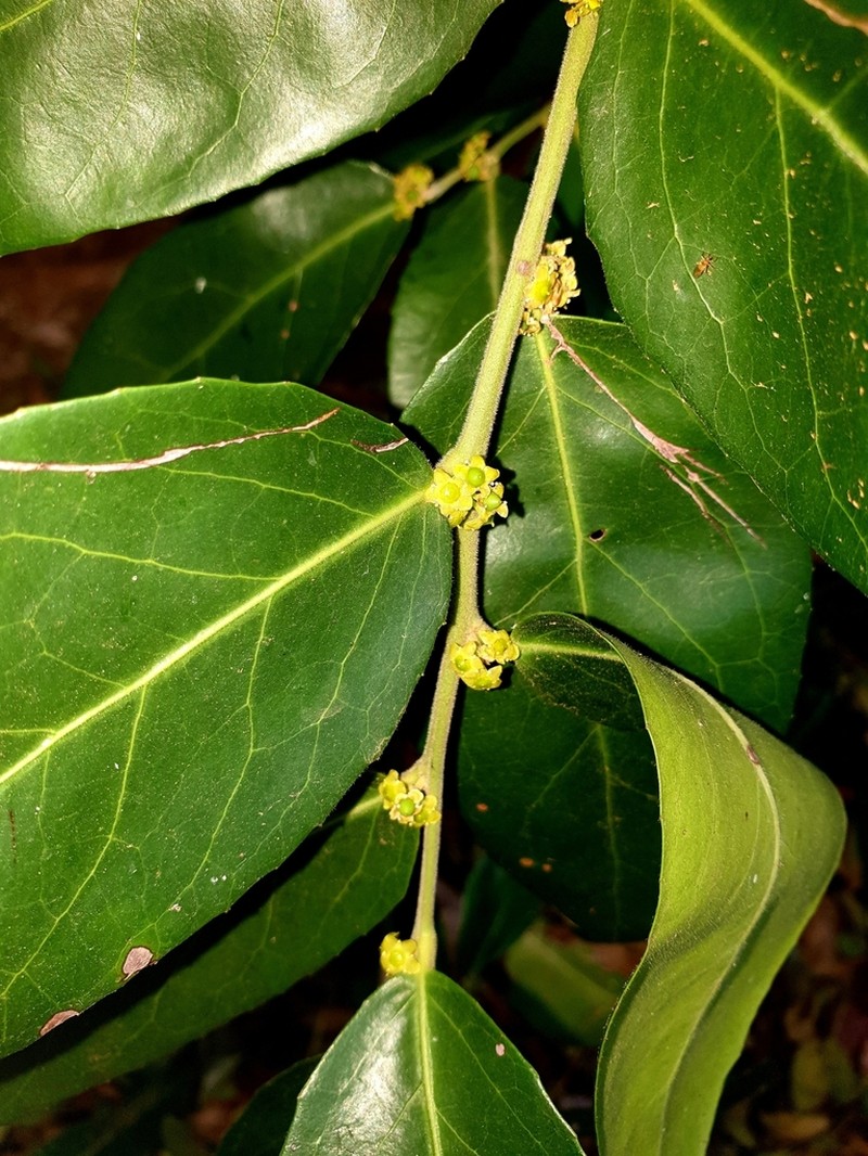 Mystroxylon aethiopicum photo 3