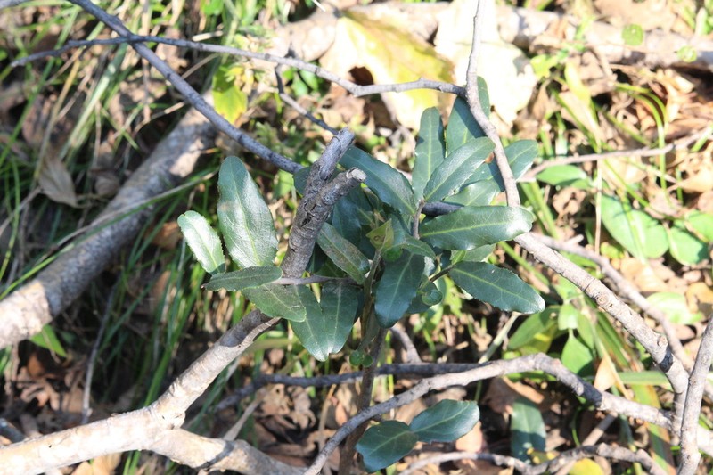 Mystroxylon aethiopicum photo 4