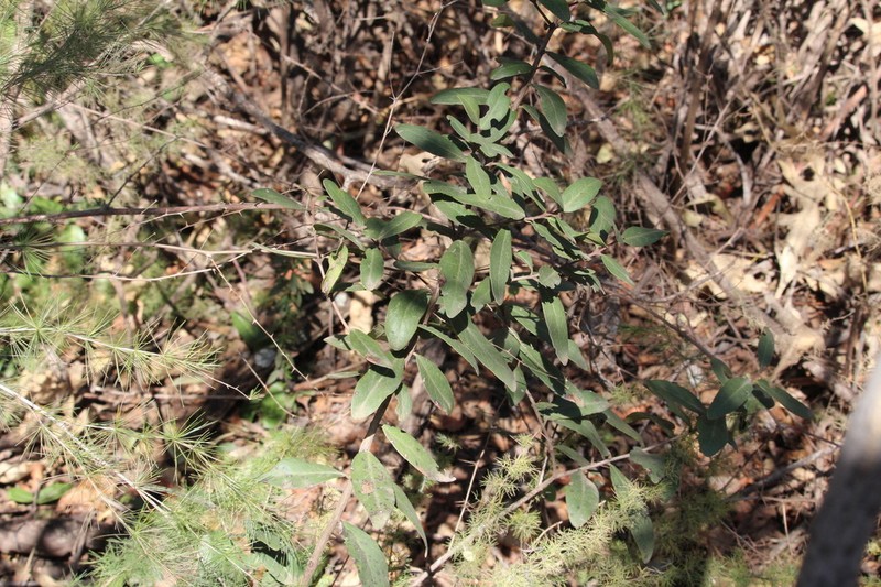 Mystroxylon aethiopicum photo 5
