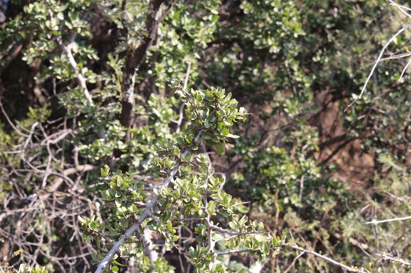 Mystroxylon aethiopicum photo 6