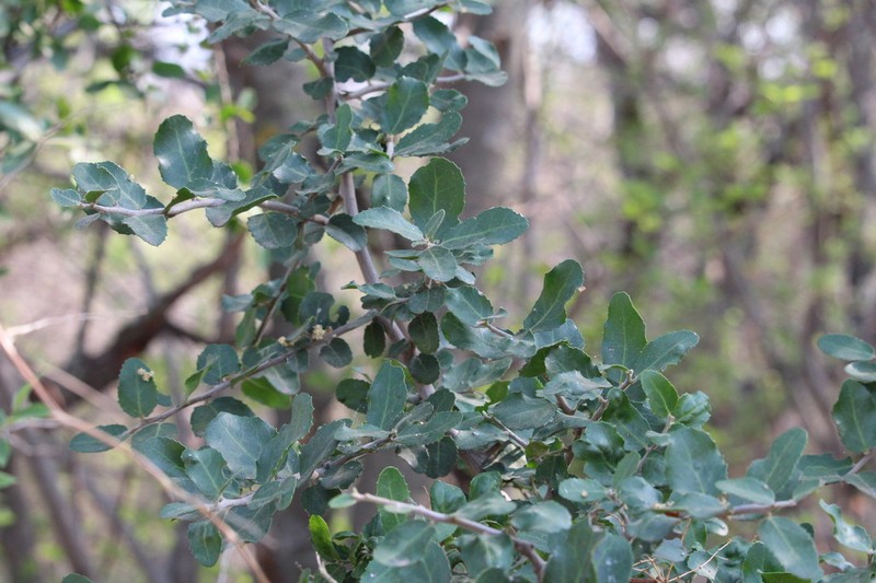 Mystroxylon aethiopicum photo 8