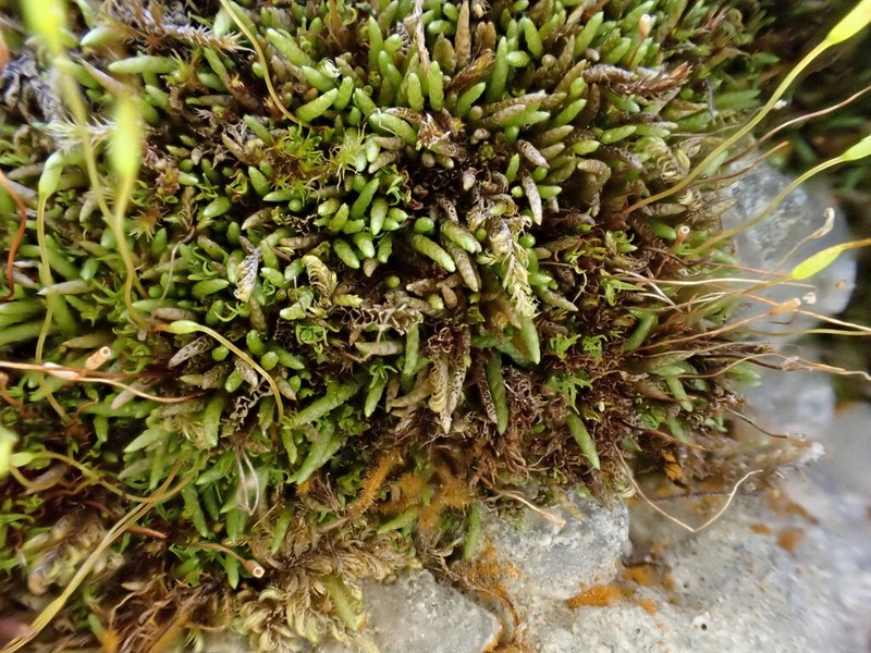 Myurella Moss