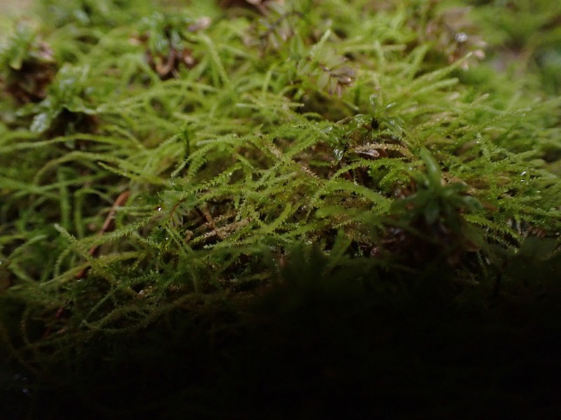 Siberian Myurella Moss