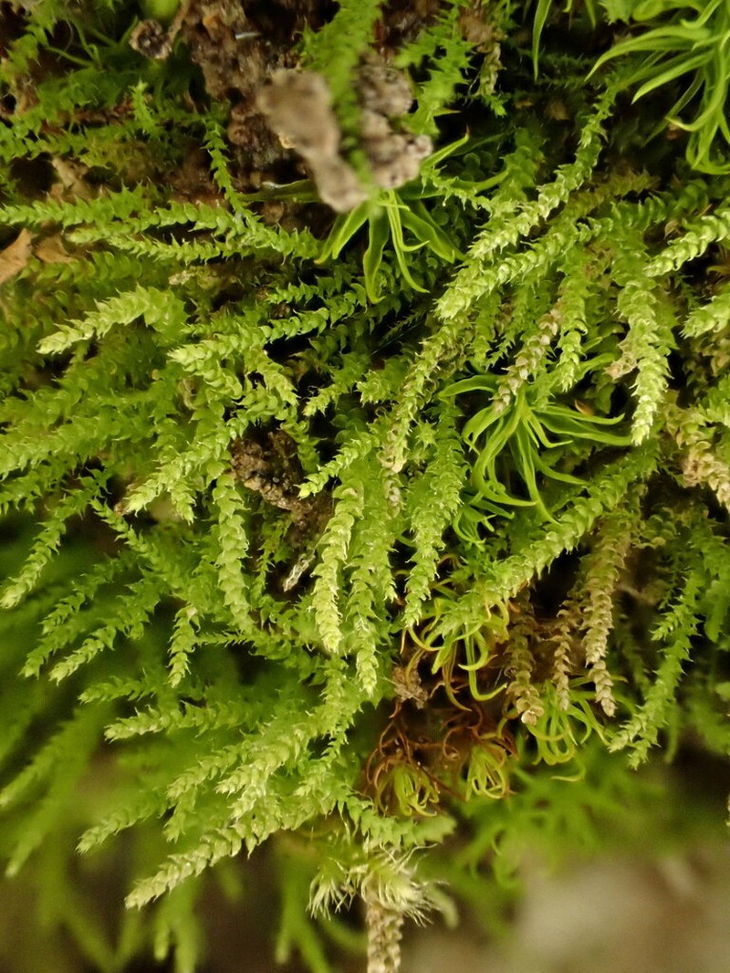 Siberian Myurella Moss photo 2