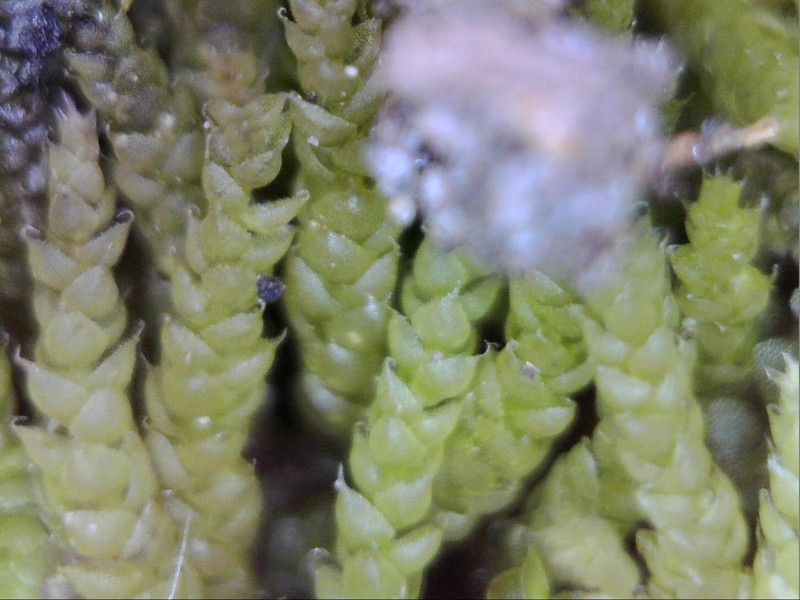 Siberian Myurella Moss photo 3