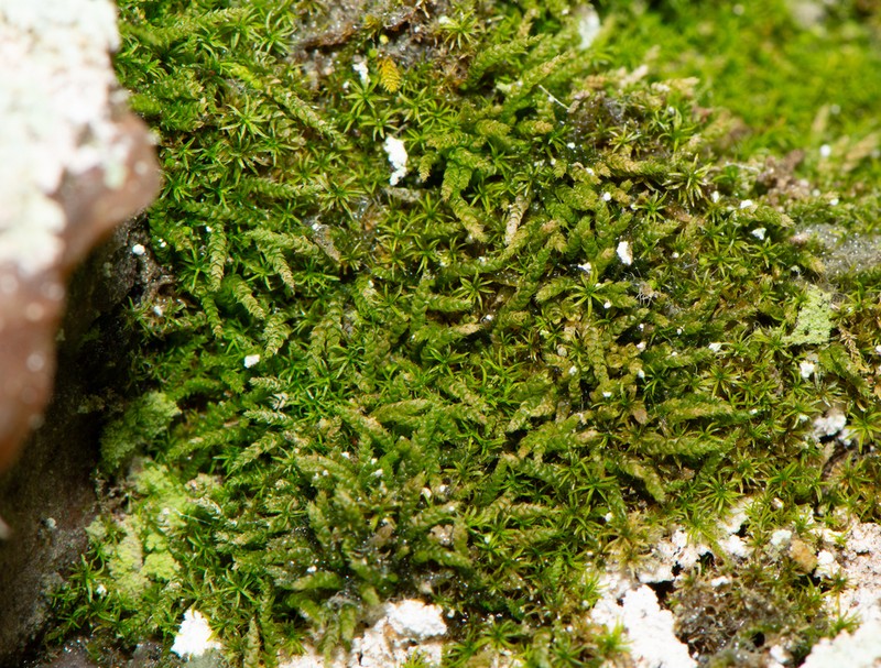 Siberian Myurella Moss photo 4
