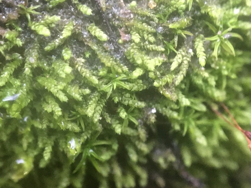 Siberian Myurella Moss photo 5