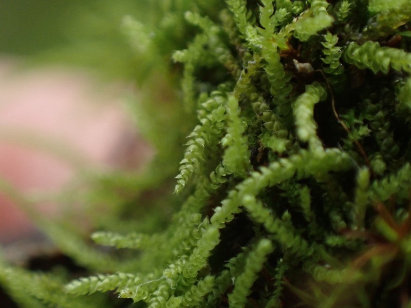 Siberian Myurella Moss photo 6