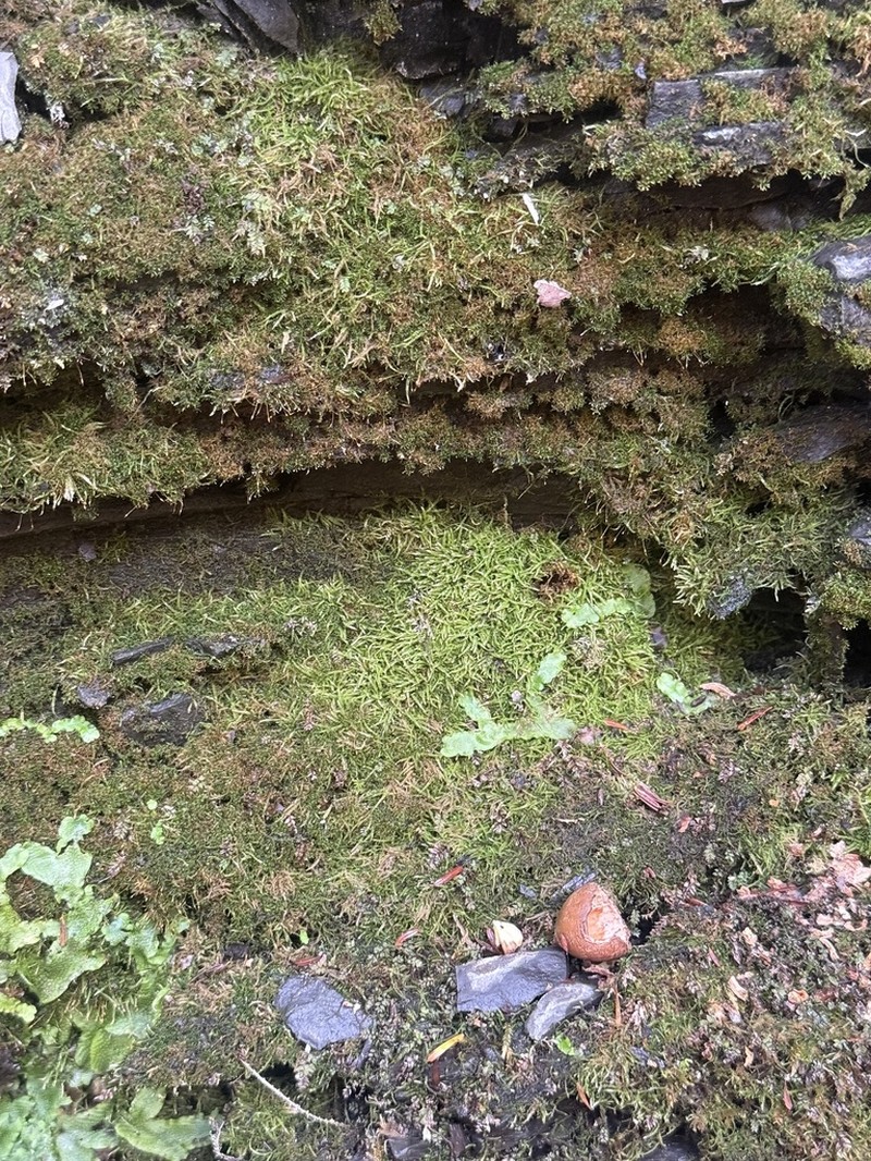 Siberian Myurella Moss photo 7