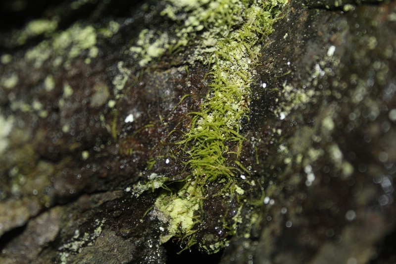 Siberian Myurella Moss photo 8