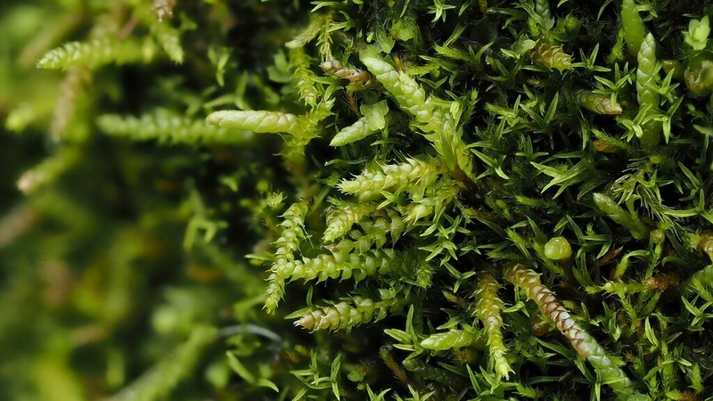 Myurella Moss