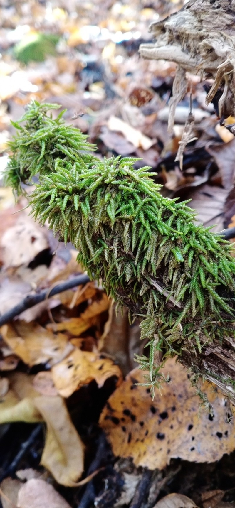 Maximowicz's Myuroclada Moss