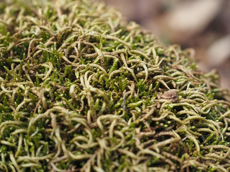 Maximowicz's Myuroclada Moss photo 2