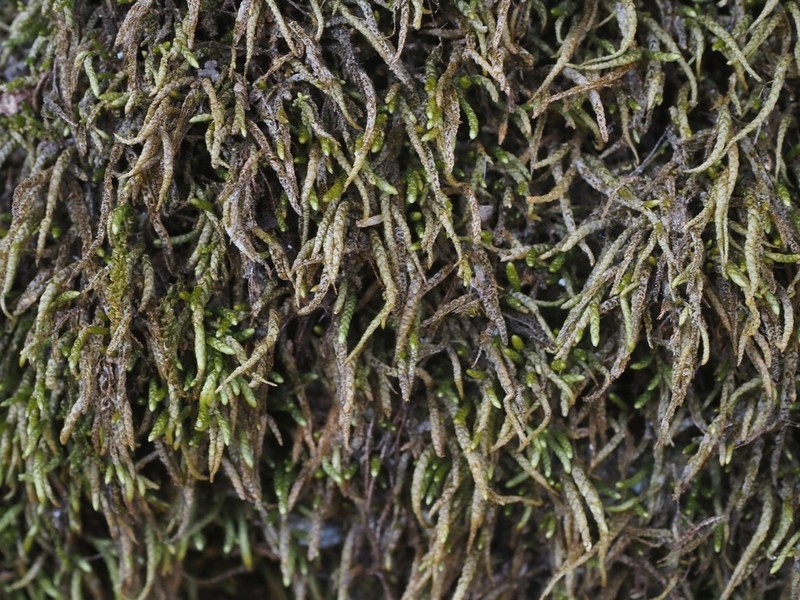 Maximowicz's Myuroclada Moss photo 3