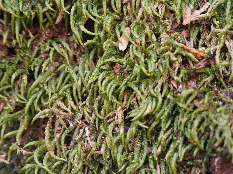 Maximowicz's Myuroclada Moss photo 4