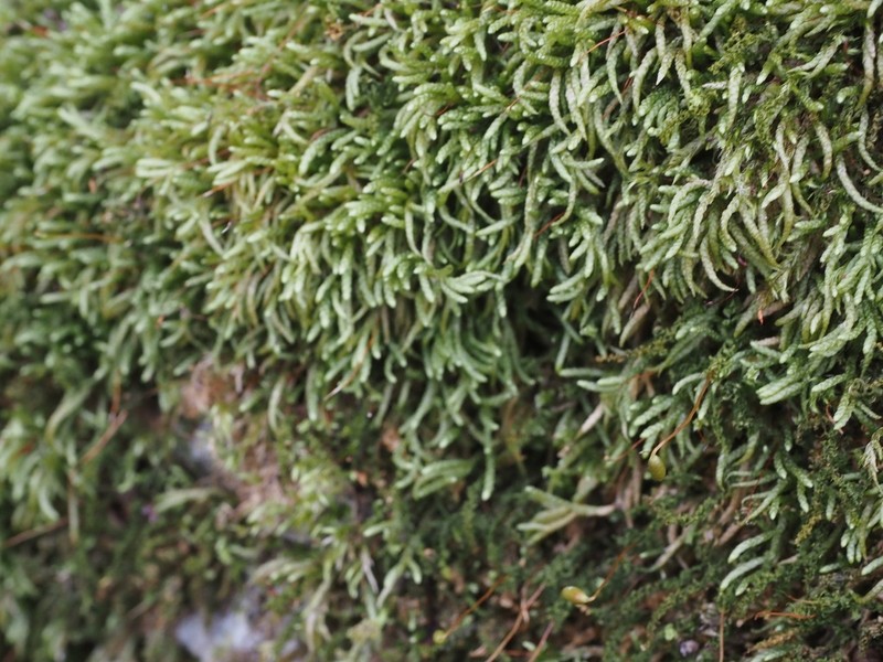 Maximowicz's Myuroclada Moss photo 5
