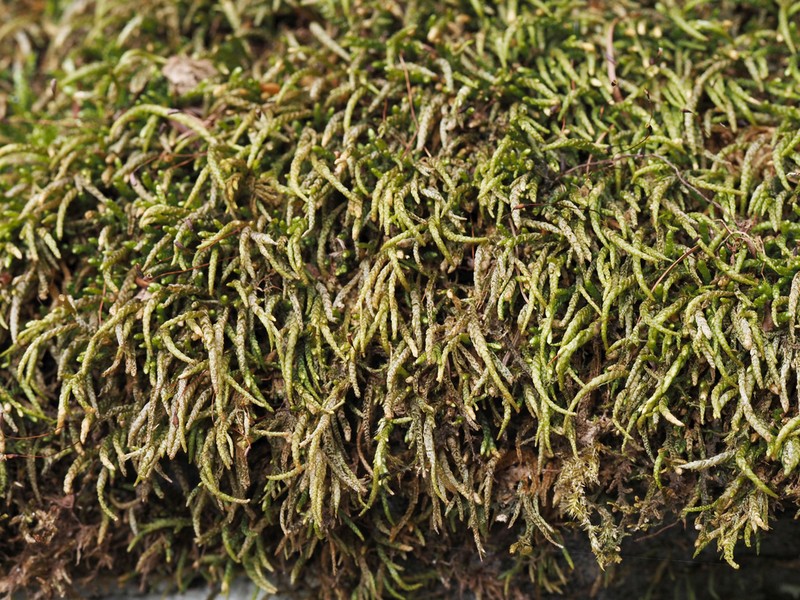 Maximowicz's Myuroclada Moss photo 6